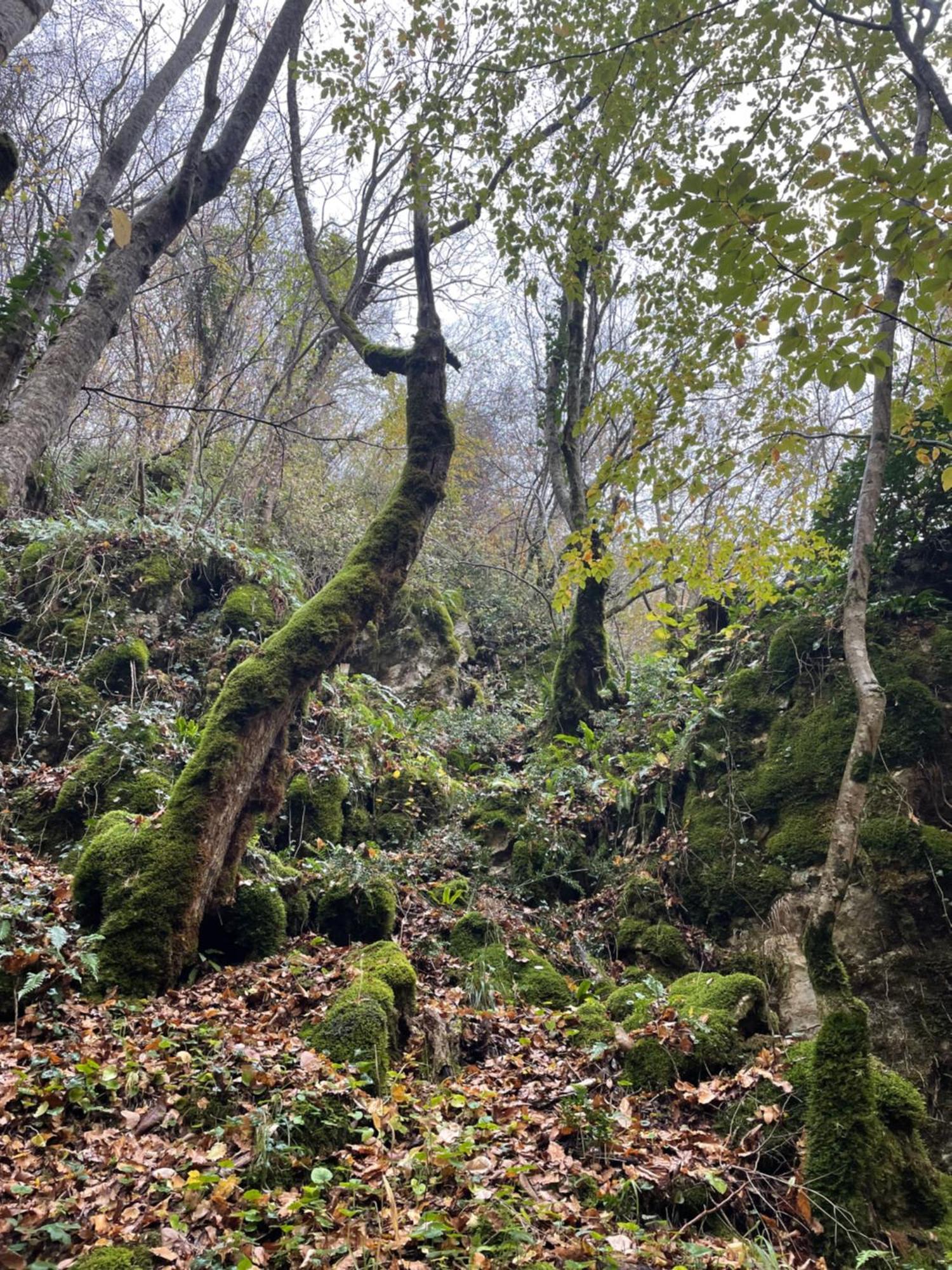 Mooie Bungalow In De Prachtige Natuur Hastiere-par-dela エクステリア 写真